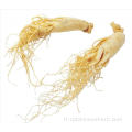 Ginseng Radix Et Rhizoma de qualité supérieure